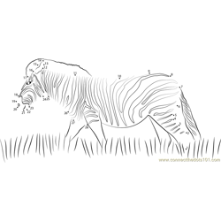 Zebra Walking in the grass Dot to Dot Worksheet