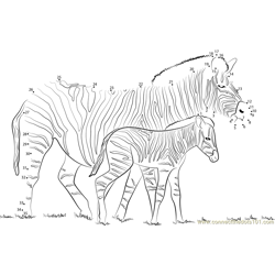 Zebra With his Little Son Dot to Dot Worksheet