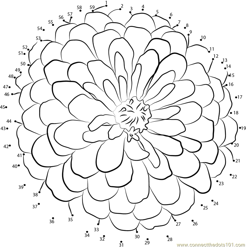 zinnia coloring pages - photo #34