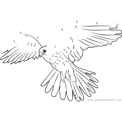 Common Kestrel The National Bird of Belgium Dot to Dot Worksheet