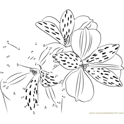Alstroemeria Flower Dot to Dot Worksheet