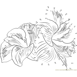 Amaryllis Flowers Dot to Dot Worksheet