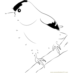 Male American Goldfinch Dot to Dot Worksheet