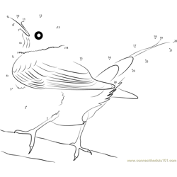 American Robin Sitting on a Thorn Branch Dot to Dot Worksheet