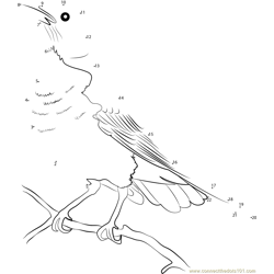 American Robin in Yellowstone National Park Dot to Dot Worksheet