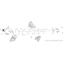 Anchovy Fish Sleeping and She Open Mouth Dot to Dot Worksheet