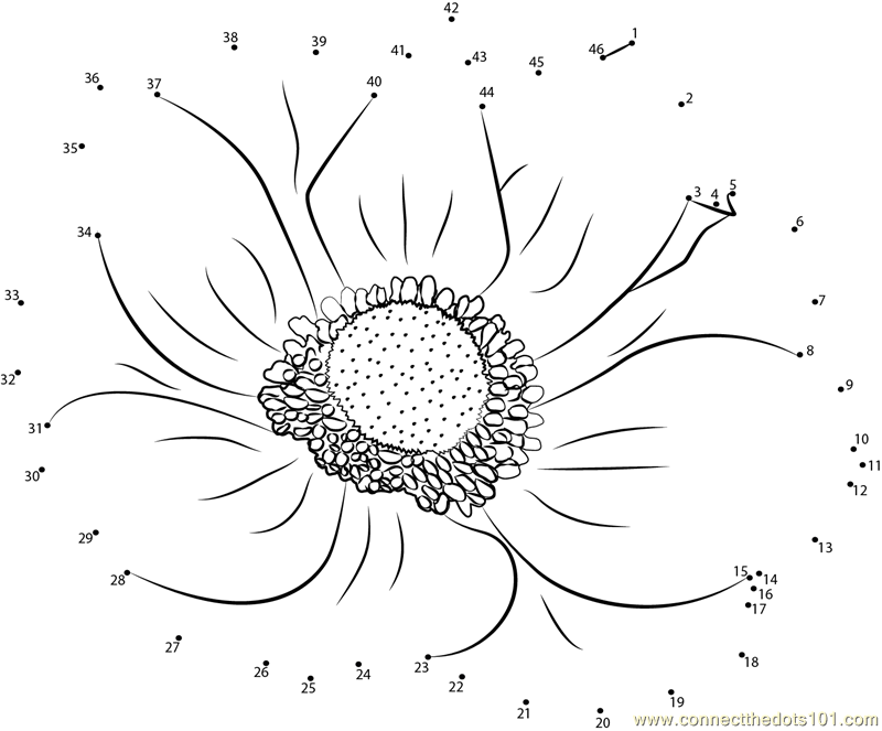 The Anemone Flower dot to dot printable worksheet - Connect The Dots