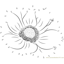 The Anemone Flower Dot to Dot Worksheet