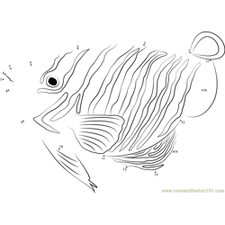 Angelfish can change their patterns Dot to Dot Worksheet