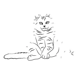 Shy Scottish Feline Challenge Dot to Dot Worksheet