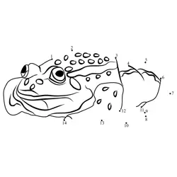 Spot the Frog Numbers Dot to Dot Worksheet