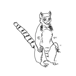 Ring-tailed Lemur Challenge Dot to Dot Worksheet