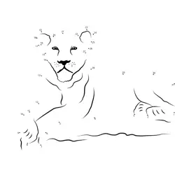 African Lion Dot Creation Dot to Dot Worksheet