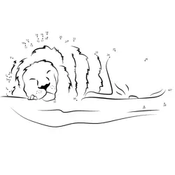 Peaceful Lion Napping Scene Dot to Dot Worksheet