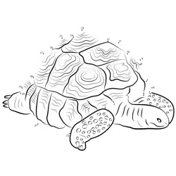 Giant Tortoise Shape Progression Dot to Dot Worksheet
