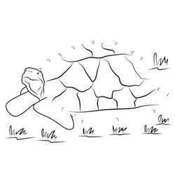 Tortoise Creature Challenge Dot to Dot Worksheet