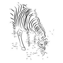 Zebra Grazing Wild Savanna Dot to Dot Worksheet