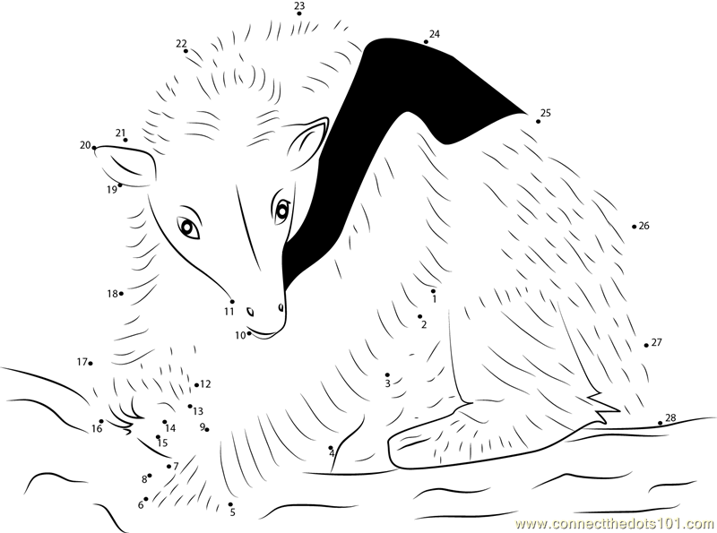 Northern Tanmandua Anteater