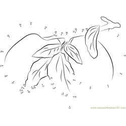 Apricots Leaves Branch Dot to Dot Worksheet