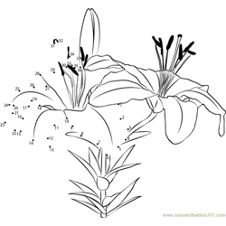 Asiatic Lily F Dot to Dot Worksheet
