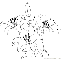 Asiatic Lily Flower Dot to Dot Worksheet