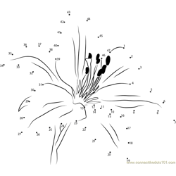 Asiatic Lily Dot to Dot Worksheet