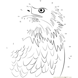 Bald Eagle Portrait Dot to Dot Worksheet