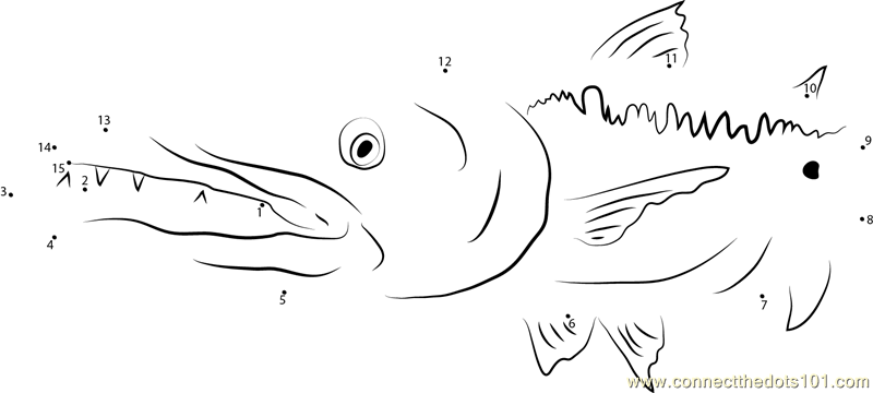 Ray-finned Fish