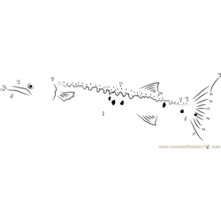 Barracuda Cuba Dot to Dot Worksheet