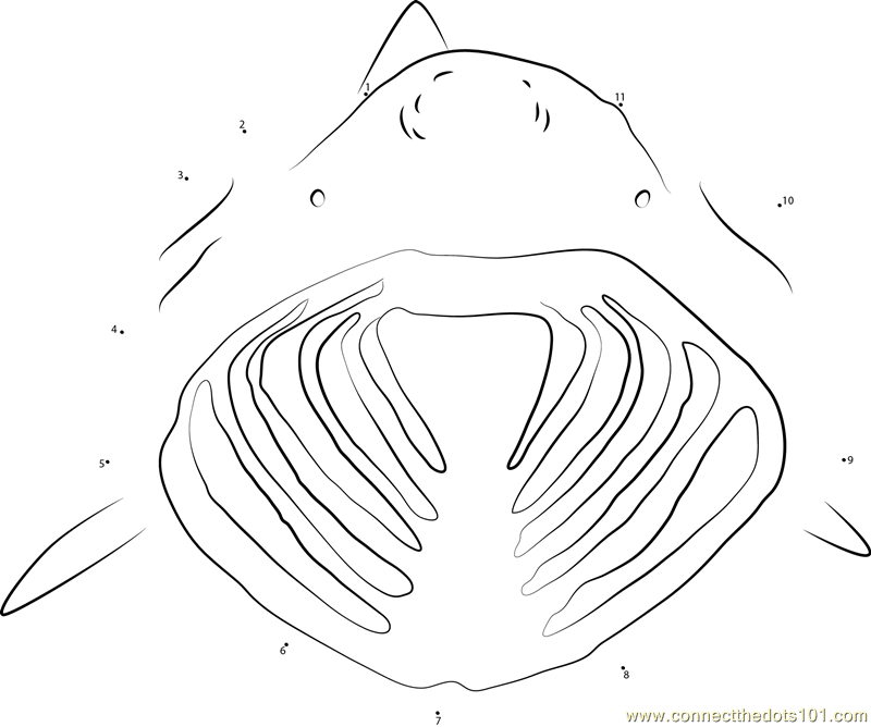 Basking Shark Open his Mouth