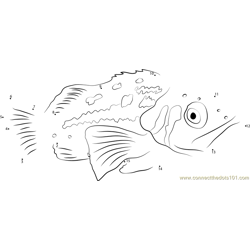 Kelp Bass Dot to Dot Worksheet