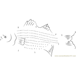 Spotted Bass Fish Dot to Dot Worksheet