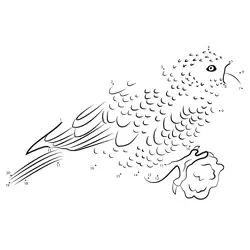 Tropical Bird Creation Fun Dot to Dot Worksheet