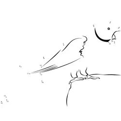 Parrot Shape Creation Dot to Dot Worksheet