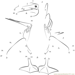 Blue Footed Booby Bird Dot to Dot Worksheet