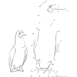 Blue Footed Booby Bird with her Chicks Dot to Dot Worksheet