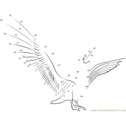 Blue Footed Booby Fly Wing Dot to Dot Worksheet
