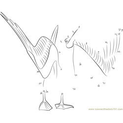 Blue Footed Booby Male Courtship Dot to Dot Worksheet