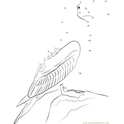 Marine Bird Blue Footed Booby Dot to Dot Worksheet