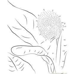 Breadfruit Male Female Dot to Dot Worksheet