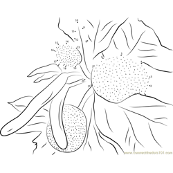 Male Flowers and Fruits of Artocarpus Altilis Dot to Dot Worksheet