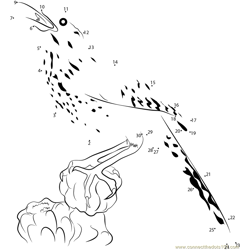 Cactus Wren North American Bird Dot to Dot Worksheet