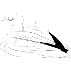 California Seagull in Water Dot to Dot Worksheet