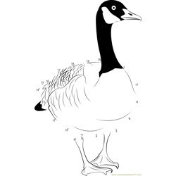 Canada Goose Common British Birds Dot to Dot Worksheet