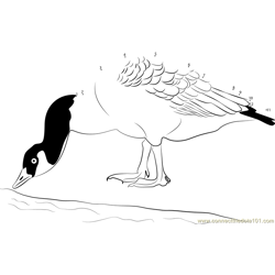 Canada Goose Drink a Water Dot to Dot Worksheet