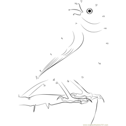 Yellow Fronted Canary Dot to Dot Worksheet