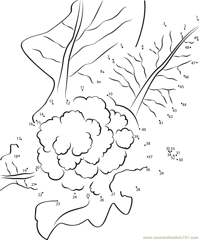 Cauliflower Brassica oleracea