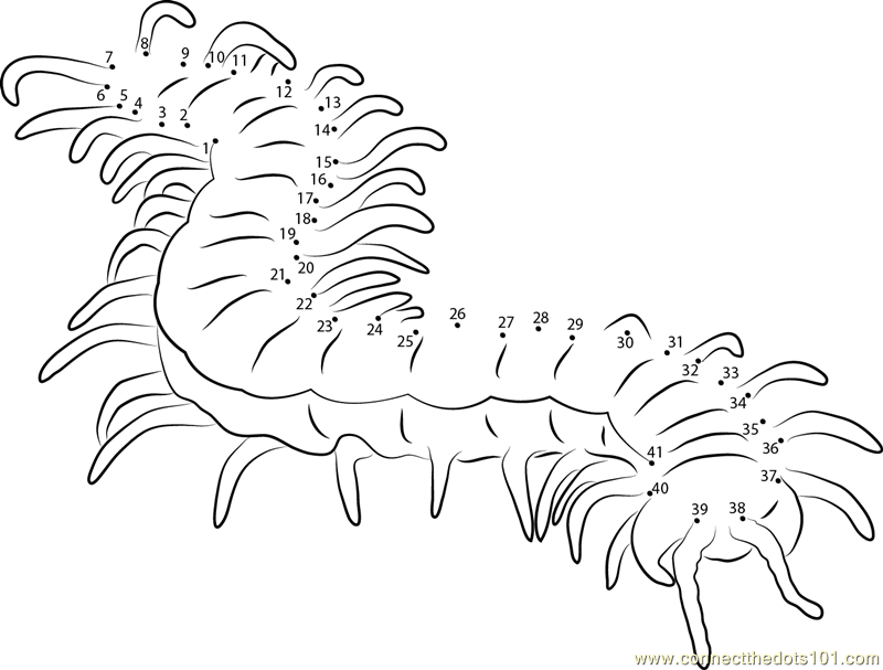Megarian Banded Centipede
