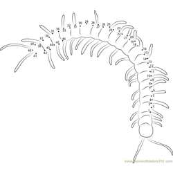 Insect Centipede Dot to Dot Worksheet