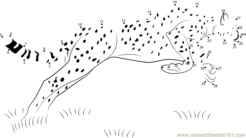 Cheetah Jump